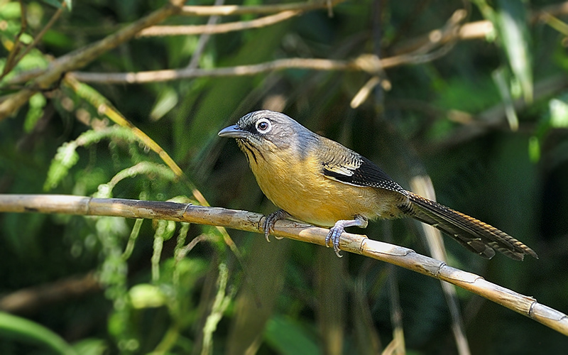 Black-crowned Barwing (Actinodura sodangorum) at Ngoc Linh Birding Trails - Central Vietnam. Photo by: Bui Duc Tien - Vietnam Bird Photography Tours - Vietbirdphototours.com